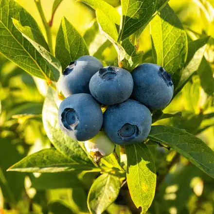 Blueberry