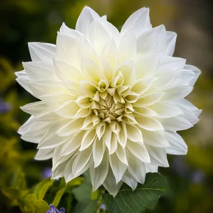 Dahlia