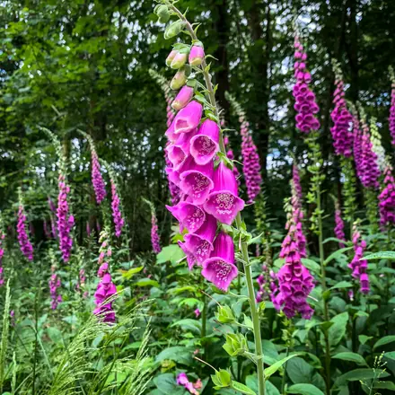 Foxglove