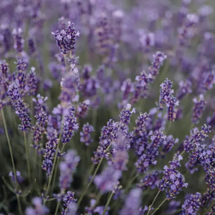 Lavender