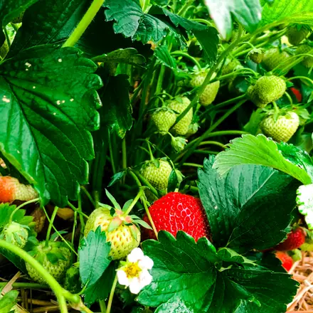 Strawberry