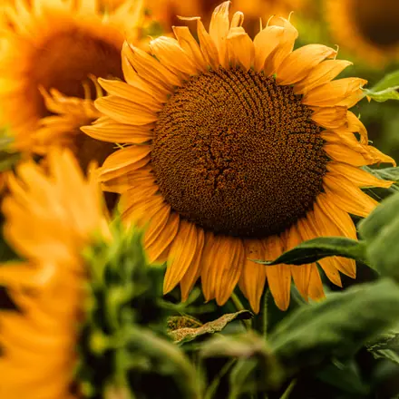 Sunflower