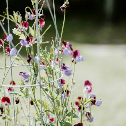 Sweet pea