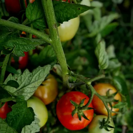 Tomato